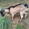Przepiękny koziołek i kózka alpejska - 4