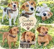 Dwie śliczne sunie ok 1/2 lat, czekają na adopcję Lwie Serce
