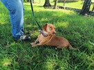 Kremówka ok.2 let. w typ, jamnika czeka na adopcję Lwie Serce - 2