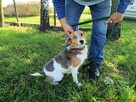 Pilne!!Szarlot ok 2 let. wyjątkowa sunia do adopcji Lwie Ser - 2