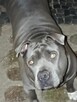 Oddam za darmo amstaff blue suka