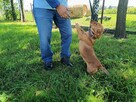 Kremówka ok.2 let. w typ, jamnika czeka na adopcję Lwie Serce - 3