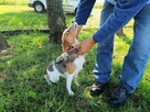 Pilne!!Szarlot ok 2 let. wyjątkowa sunia do adopcji Lwie Ser - 3
