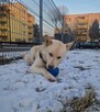 Młody aktywny energiczny psiak szuka odpowiedzialnego domu - 10