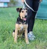 7-miesięczny Bubu szuka domu!