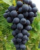 Sprzedam winogrono