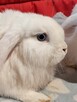 Białe baranki min lop - 1