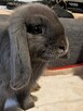 Bardzo ładne baranki mini lop niebieskie