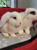 Białe baranki min lop - 2