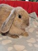 Baranek mini lop beżowa samiczka i niebieska