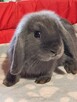 Niebieskie baranki mini lop