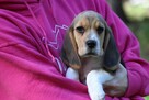 Beagle - szczeniaczki ZKwP po Championie Polski - 3