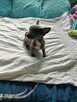 Śliczna szara suczka Chihuahua szuka kochającego domu!