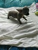 Śliczna szara suczka Chihuahua szuka kochającego domu! - 5