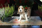 Beagle - szczeniaczki ZKwP po Championie Polski - 2