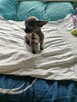 Śliczna szara suczka Chihuahua szuka kochającego domu! - 4