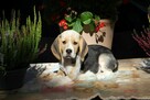 Beagle - szczeniaczki ZKwP po Championie Polski - 7