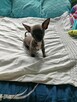 Śliczna szara suczka Chihuahua szuka kochającego domu! - 3