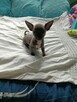 Śliczna szara suczka Chihuahua szuka kochającego domu!