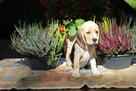 Beagle - szczeniaczki ZKwP po Championie Polski - 8
