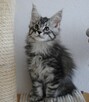 Śliczny i duży kocurek maine coon - 2