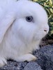 Białe baranki min lop