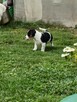 Jack Russell Terrier - 4