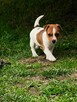 Jack Russell Terrier - 3
