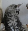 Śliczny i duży kocurek maine coon - 3