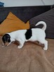Jack Russell Terrier - 2