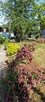 Sprzedam działkę rekreacyjną - 12