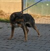 Kapi - 6