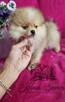 Szpic Miniaturowy/Pomeranian sunia gotowa do odbioru!