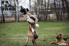 Na Psa Urok - zoopsycholog, behawiorysta, szkolenie psów - 3