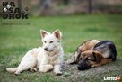 Na Psa Urok - zoopsycholog, behawiorysta, szkolenie psów - 4