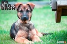 Na Psa Urok - zoopsycholog, behawiorysta, szkolenie psów - 6