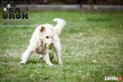 Na Psa Urok - zoopsycholog, behawiorysta, szkolenie psów - 7