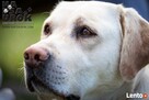Na Psa Urok - zoopsycholog, behawiorysta, szkolenie psów - 8