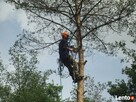 Wycinanie ścinanie obcinanie drzew Ostrów Kalisz Plesze