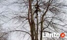 Wycinanie ścinanie obcinanie drzew Ostrów Kalisz Plesze