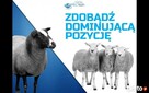 ROZWIŃ SWÓJ E-SKLEP Z E-CITY VISION - 2
