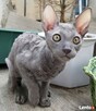 Cornish Rex-kotki z Hodowli Twisted Pets*PL FiFe - 2