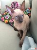 Cornish Rex-kotki z Hodowli Twisted Pets*PL FiFe - 3