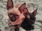 Cornish Rex-kotki z Hodowli Twisted Pets*PL FiFe - 4