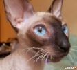 Cornish Rex-kotki z Hodowli Twisted Pets*PL FiFe - 5