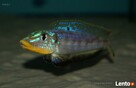 Ryby Tanganika Enantiopus melanogenys Kilesa