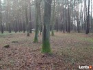 Działka rekreacyjno/budowlana- Brańszczyk nad Bugiem - 4