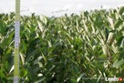 aronia sadzonki aronii 1,2,3 letnie ekologiczne - 2