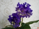 Fiołki Kolekcjonerskich. Streptokarpus. - 2