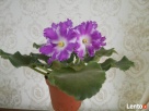 Fiołki Kolekcjonerskich. Streptokarpus. - 4